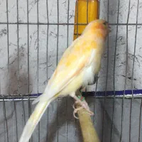 2عدد قناری نر بالغ