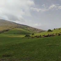 فروش حدود ۱۵ راس توغلی نر و ماده و گوسفند