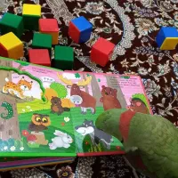 شاه طوطی رقاص وسخنگو