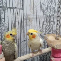 6 عدد عروس هلندی مولد