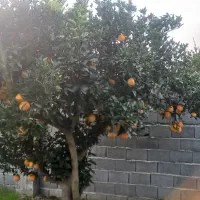 زمین چهار دیواری باغ پرتقال  ویلایی|فروش زمین و ملک کلنگی|ارطه, |دیوار