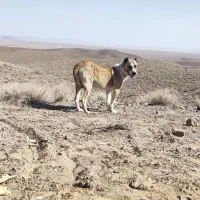 سگ نگهبان