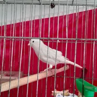 یک جفت قناری سیلور جوان مست مست