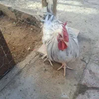 خروس فروشی محلی