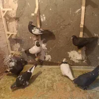 فروش کبوتر همه شهرستانی مشهد بوم ندارن