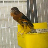 قناری ماده دارچینی