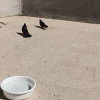 کفتر یا کبوتر درجه یک|پرنده|اصفهان, دانشگاه اصفهان|دیوار