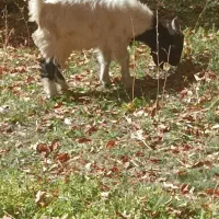 بزغاله|حیوانات مزرعه|پادنا علیا, |دیوار