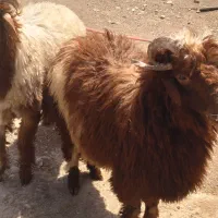 بره نر  خرفان