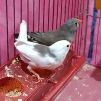 فنج جوان