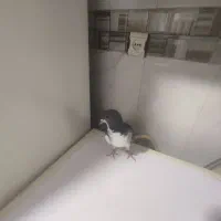 جوجه چپ کوهی|پرنده|شیراز, شیخ علی چوپان|دیوار