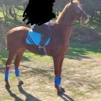 اسب جان پرنس دوخون