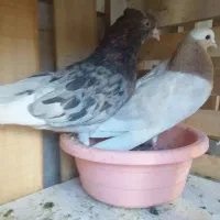 هماسرور