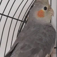 عروس هلندی ماده ۵۰۰|پرنده|رشت, گلسار|دیوار