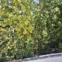 خونه باغ ویلایی چادگان محله مندرجان|فروش خانه و ویلا|چادگان, |دیوار