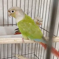 گرینچیک نر بالغ