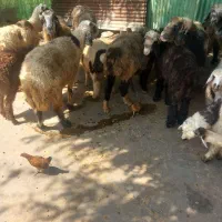 میش بره