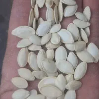 تخمه کدو بوجارصنعتی توپر