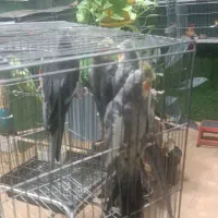 مغازه|پرنده|ماکو, |دیوار