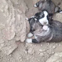 واگذاری دو قلاده توله نرو لاس