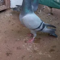 ۳عدد کفتر پلاکی