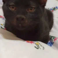 واگذاری 3 تا بچه گربه 4 ماهه|گربه|سبزوار, پاسداران|دیوار