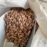 انواع حبوبات و برنج محلی ( چیتی ۳۲۰ فجر طارم ۲۱۰)