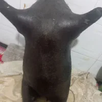 هیزه|سایر لوازم برقی|کوهدشت, |دیوار