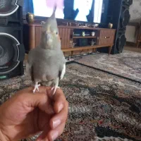 عروس هلندی نروماده معاوضه قلیون برنجی|پرنده|فشاپویه, |دیوار