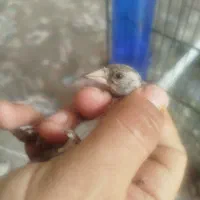 جوجه سهره نر|پرنده|تهران, اسفندیاری|دیوار