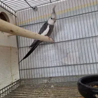 جفت عروس وایت فیس با جوجه|پرنده|قم, بلوار امین و ساحلی|دیوار