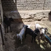 گوسفند|حیوانات مزرعه|داراب, |دیوار