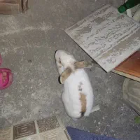 فروش خرگوش ماده|موش و خرگوش|آستانه اشرفیه, |دیوار