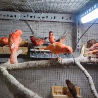 قناری ،عروس هلندی ،طوطی برزیلی ،کبوتر،مرغ عشق|پرنده|تهران, نارمک جنوبی|دیوار