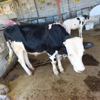 گوساله