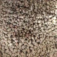 لوبیه چشم بلبلی ۳۵۰ کیلو عمده فروشی