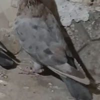 موشی کله  هفت رنگ زرد  نر