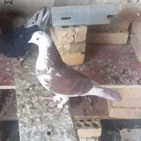 کبوتر گم کردم اطراف فلاورجان پیربکران