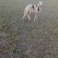 قوچ بره میش پلنگی بز