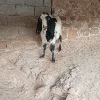 یک عدد سابرین