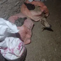 مرغ کوردی