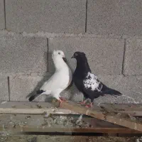 جفت کبوتر خوشگل