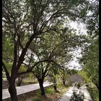 باغ|فروش زمین و ملک کلنگی|پاریز, |دیوار