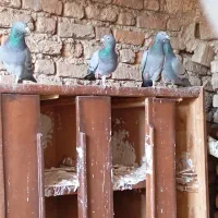 چهارده دونه نروماده ضمانتی