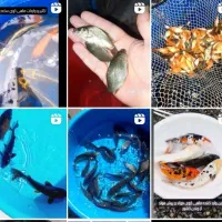 انواع طعمه اردک ماهی موجوده ماهیگیری