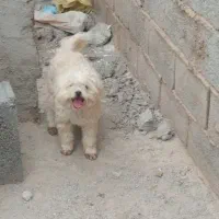 باسلام جفت سگ نرماده شیتزو