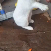 خرگوش نر دستی آلبینو چشم قرمز