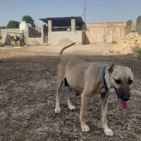 واگذاری سگ های سرابی و خراسانی اصیل|سگ|پیشوا, |دیوار