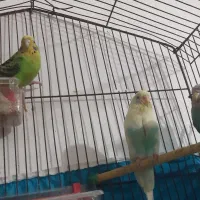 مرغ عشق|پرنده|بندر امام خمینی, |دیوار