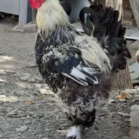 خروس برهما ۱،۵ساله